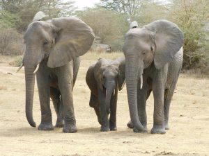 Luggard in Begleitung von Sonje und Murera (c) Sheldrick Wildlife Trust