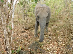 Luggard (c) Sheldrick Wildlife Trust