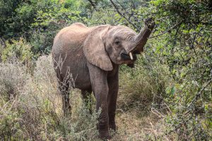 Maktao (c) Sheldrick Wildlife Trust