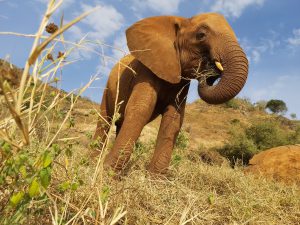 Mbegu (c) Sheldrick Wildlife Trust