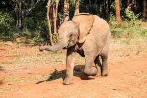 Mukkoka (c) Sheldrick Wildlife Trust