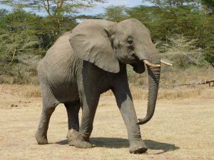 Murera auf dem Weg zu Luggard (c) Sheldrick Wildlife Trust