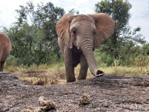 Naboishu (c) Sheldrick Wildlife Trust