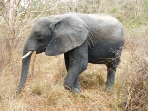 Ngasha (c) Sheldrick Wildlife Trust