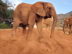 Ngilai (c) Sheldrick Wildlife Trust