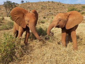 Rorogoi (links) und Arruba (c) Sheldrick Wildlife Trust