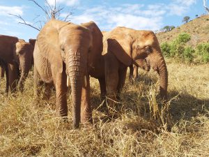 Sagala (links) und Tagwa (c) Sheldrick Wildlife Trust