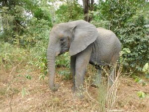 Zongoloni (c) Sheldrick Wildlife Trust