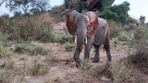 Barsilinga (c) Sheldrick Wildlife Trust