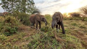 Enkikwe und Kuishi (c) Sheldrick Wildlife Trust