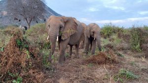 Galla und Kuishi (c) Sheldrick Wildlife Trust