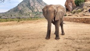 Kalama (c) Sheldrick Wildlife Trust
