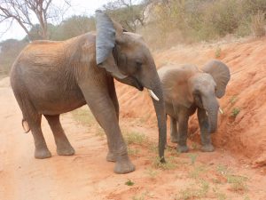Kamok und Ambo (c) Sheldrick Wildlife Trust