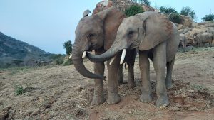 Kauro schwatzt mit Tusuja (c) Sheldrick Wildlife Trust