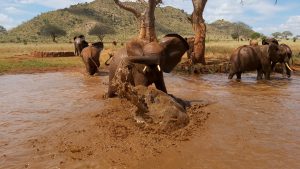 Arruba (c) Sheldrick Wildlife Trust