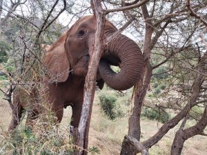 Arruba nascht von einer Akazie (c) Sheldrick Wildlife Trust