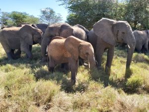Die Waisen (c) Sheldrick Wildlife Trust