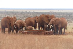 Wilde Elefanten an der Tränke beim Affenbrotbaum (c) Sheldrick Wildlife Trust