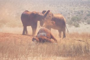 Emoli (vorn) versucht ein paar wilde Elefanten zu beeindrucken (c) Sheldrick Wildlife Trust