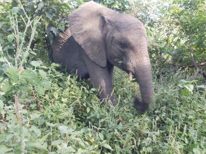Enkesha (c) Sheldrick Wildlife Trust