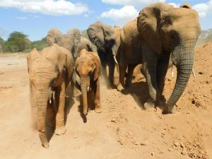 Enkesha und Sonje (c) Sheldrick Wildlife Trust