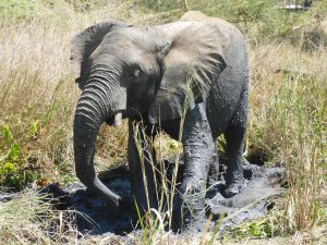 Faraja (c) Sheldrick Wildlife Trust