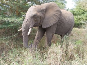 Jasiri (c) Sheldrick Wildlife Trust