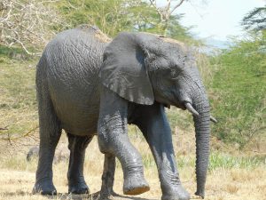 Jasiri (c) Sheldrick Wildlife Trust