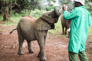 Larro (c) Sheldrick Wildlife Trust