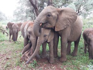 Larro, Roho, Maisha und Naleku (c) Sheldrick Wildlife Trust
