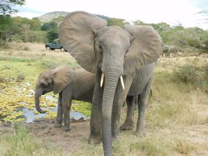 Lima Lima mit Luggard (c) Sheldrick Wildlife Trust