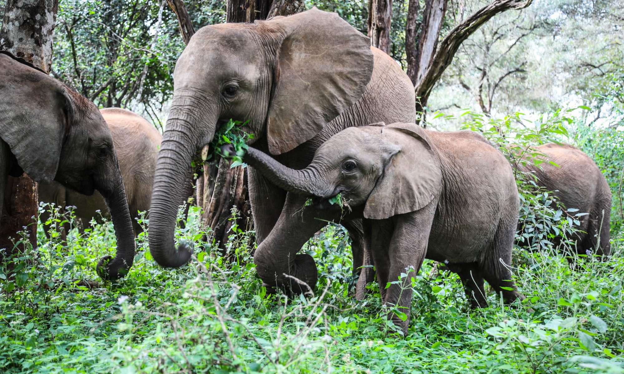 Maisha und Roho (c) Sheldrick Wildlife Trust