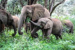 Maisha und Roho (c) Sheldrick Wildlife Trust