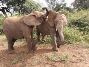 Maktao und Kiombo (c) Sheldrick Wildlife Trust