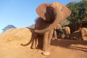 Mbegu (c) Sheldrick Wildlife Trust