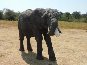 Mwashoti (c) Sheldrick Wildlife Trust