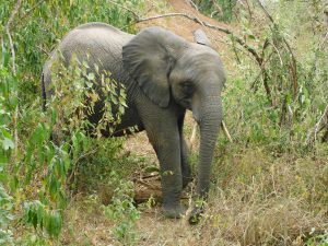 Mwashoti (c) Sheldrick Wildlife Trust