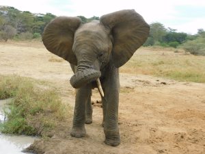 Mwashoti (c) Sheldrick Wildlife Trust