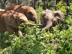 V.l.n.r.: Naleku, Mukkoka und Olorien (c) Sheldrick Wildlife Trust