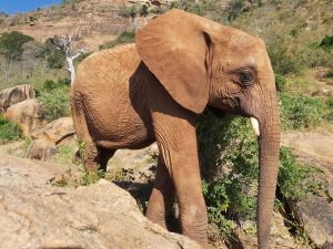 Ndotto (c) Sheldrick Wildlife Trust