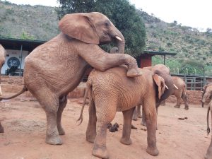 Ndotto sitzt auf Godoma auf (c) Sheldrick Wildlife Trust