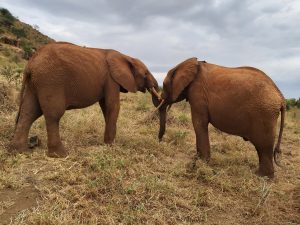 Nelion (links) und Tundani beim Ringen (c) Sheldrick Wildlife Trust