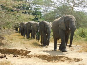 Ngasha bringt alle zur Milchfütterung (c) Sheldrick Wildlife Trust