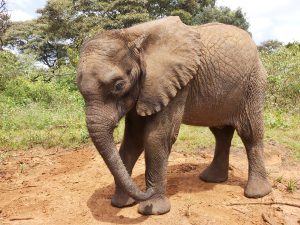 Olorien (c) Sheldrick Wildlife Trust