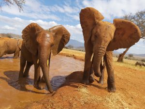 Rorogoi (links) und Mashariki (c) Sheldrick Wildlife Trust