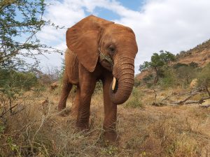 Sagala (c) Sheldrick Wildlife Trust