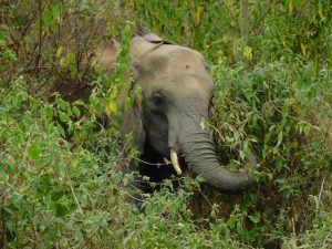 Shukuru (c) Sheldrick Wildlife Trust