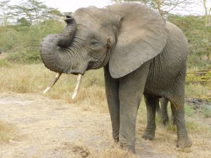 Eine schläfrige Sonje (c) Sheldrick Wildlife Trust
