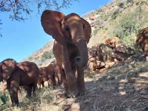 Tagwa (c) Sheldrick Wildlife Trust