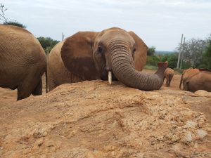 Tahri (c) Sheldrick Wildlife Trust